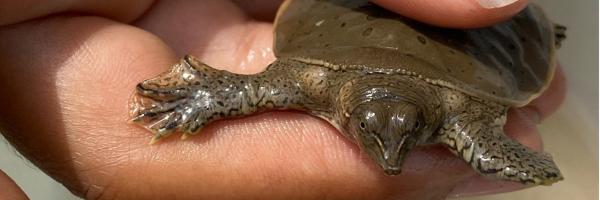 Spiny Softshell Turtle found at one of the known nesting sites Spiny Softshell Turtle in hand